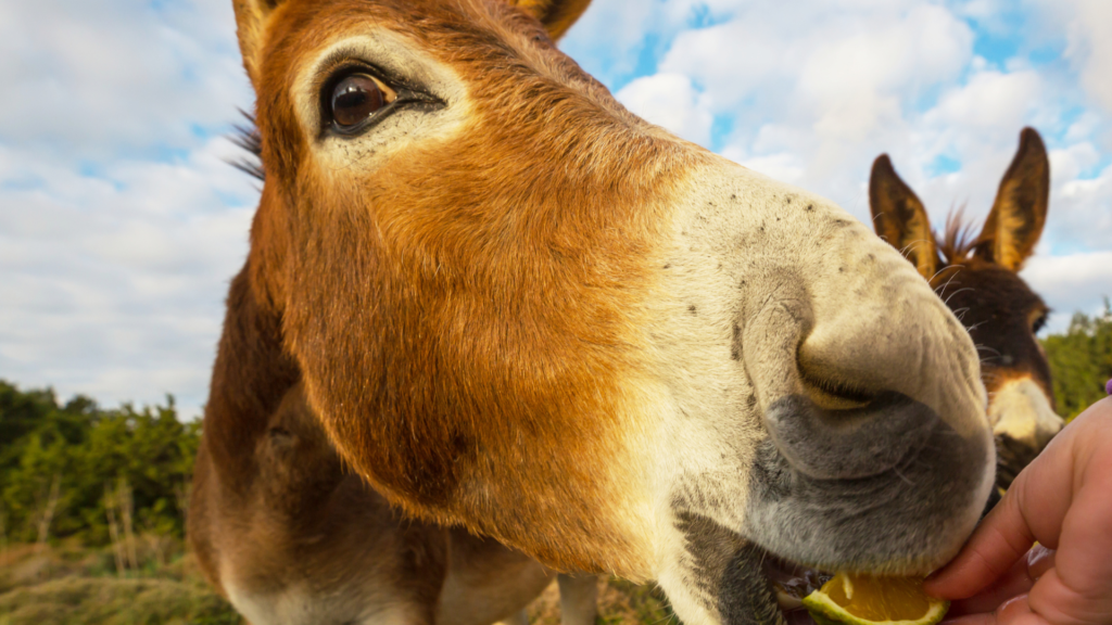 donkey beach